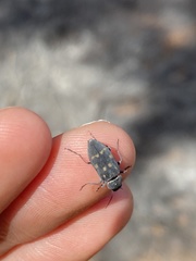 Melanophila consputa
