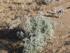 Senecio viravira