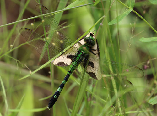 Clymene Moth photo 3