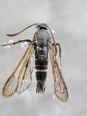 Sesiinae