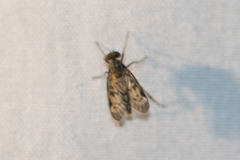 Rhagio