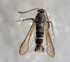 Sesiinae
