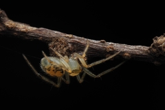 Phycosoma digitula