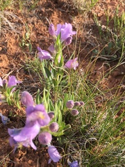 Penstemon eriantherus