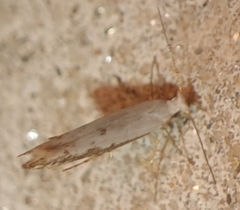 Argyresthia subreticulata