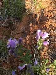 Penstemon eriantherus