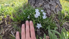 Phlox multiflora