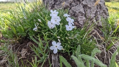 Phlox multiflora