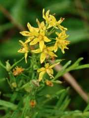 Lysimachia terrestris
