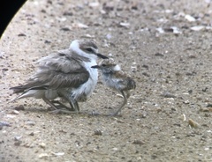 Charadrius dealbatus