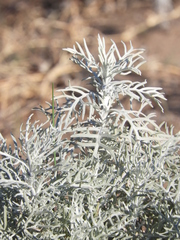 Senecio viravira