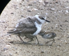Charadrius dealbatus