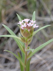 Collomia linearis