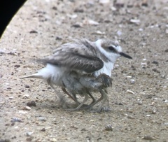 Charadrius dealbatus