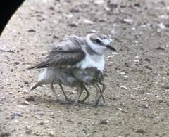 Charadrius dealbatus