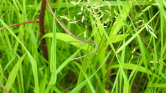 Enallagma antennatum