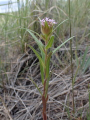 Collomia linearis
