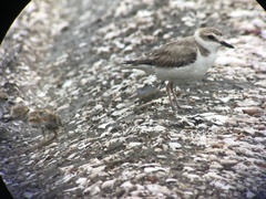 Charadrius dealbatus