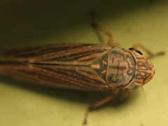 Limotettix