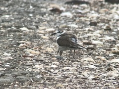 Charadrius dealbatus