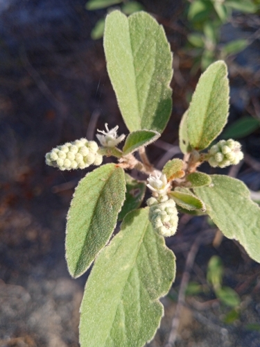 Croton itzaeus
