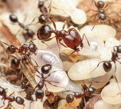 Pheidole vallicola