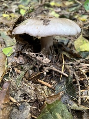 Clitocybe nebularis