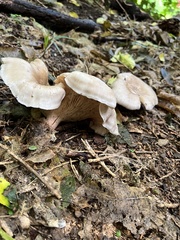 Clitocybe nebularis