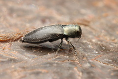Phaenops