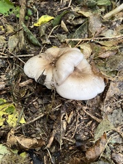 Clitocybe nebularis