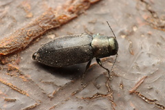 Phaenops