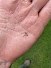 Coquillettidia perturbans