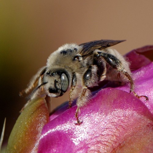 Cactus Bee photo 3