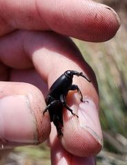 Scyphophorus yuccae