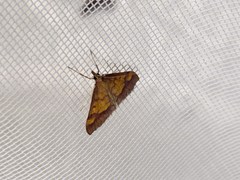 Pyrausta perrubralis