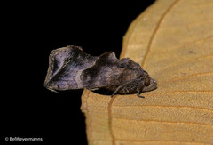 Oraesia argyrolampra