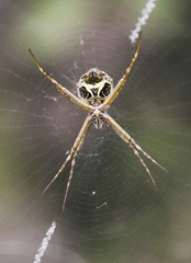 Argiope blanda