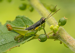 Liebermannacris dorsualis