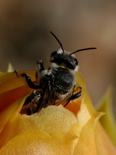 Orange-tipped Woodborer photo 6