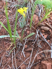 Physaria didymocarpa