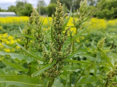 Rumex crispus