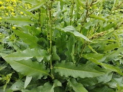 Rumex crispus
