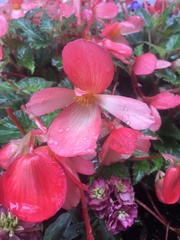 Begonia boliviensis