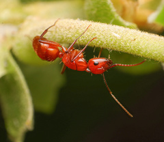 Camponotus schaefferi
