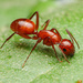 Camponotus schaefferi - Photo (c) mason_s, algunos derechos reservados (CC BY-NC)