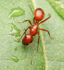 Camponotus schaefferi