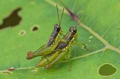 Liebermannacris dorsualis