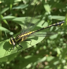 Gomphurus