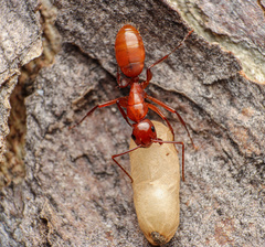 Camponotus schaefferi