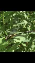 Gomphurus